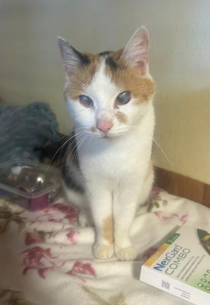 Europäische Hauskatze